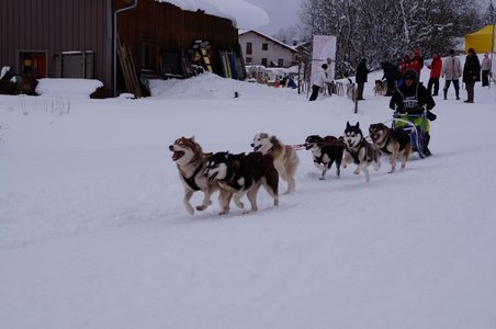 La Pesse 2016 course de chiens de taineau, DSC09372  Copier 
