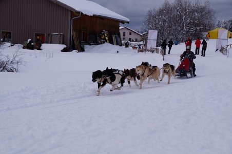 La Pesse 2016 course de chiens de taineau, DSC09380  Copier 