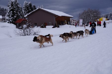 La Pesse 2016 course de chiens de taineau, DSC09383  Copier 