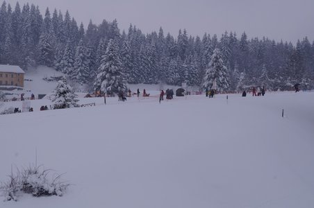 La Pesse 2016 course de chiens de taineau, DSC09399  Copier 