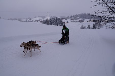 La Pesse 2016 course de chiens de taineau, DSC09400  Copier 