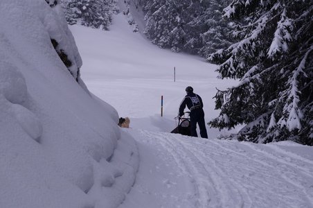 La Pesse 2016 course de chiens de taineau, DSC09403  Copier 