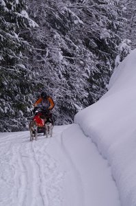 La Pesse 2016 course de chiens de taineau, DSC09405  Copier 