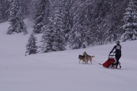 La Pesse 2016 course de chiens de taineau, DSC09407  Copier 