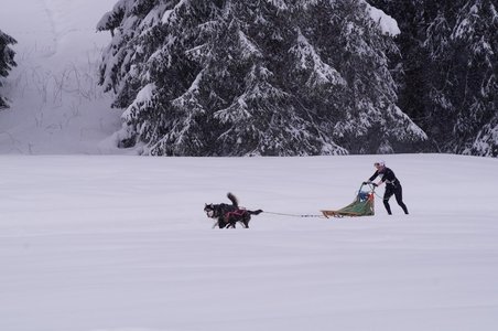 La Pesse 2016 course de chiens de taineau, DSC09410  Copier 
