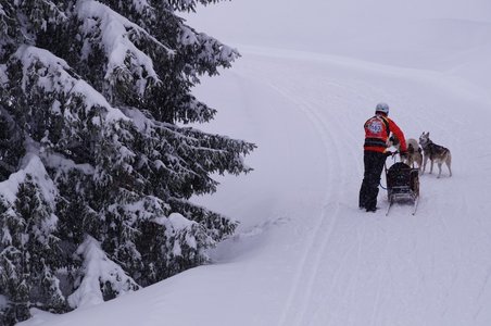 La Pesse 2016 course de chiens de taineau, DSC09412  Copier 
