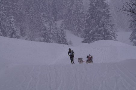 La Pesse 2016 course de chiens de taineau, DSC09421  Copier 
