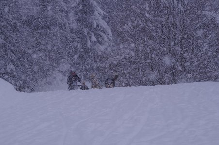 La Pesse 2016 course de chiens de taineau, DSC09423  Copier 