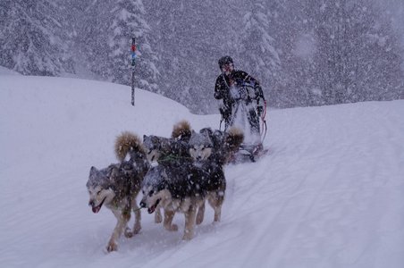 La Pesse 2016 course de chiens de taineau, DSC09425  Copier 