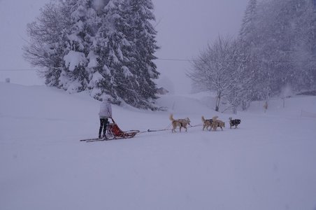 La Pesse 2016 course de chiens de taineau, DSC09427  Copier 