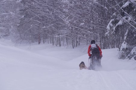 La Pesse 2016 course de chiens de taineau, DSC09432  Copier 
