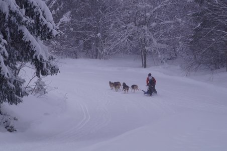 La Pesse 2016 course de chiens de taineau, DSC09433  Copier 