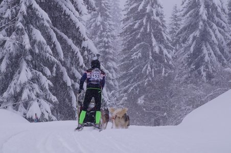 La Pesse 2016 course de chiens de taineau, DSC09436  Copier 