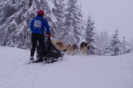 La Pesse 2016 course de chiens de taineau, DSC09441  Copier 