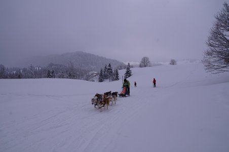La Pesse 2016 course de chiens de taineau, DSC09444  Copier 