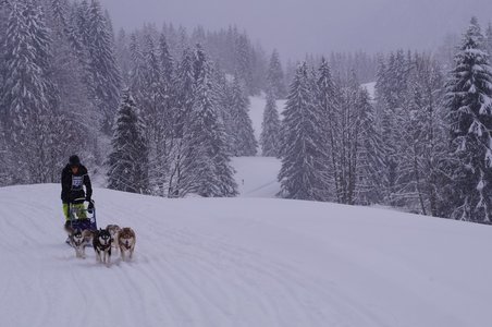 La Pesse 2016 course de chiens de taineau, DSC09447  Copier 