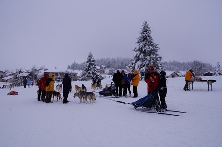 La Pesse 2016 course de chiens de taineau, DSC09461  Copier 