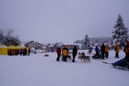La Pesse 2016 course de chiens de taineau, DSC09462  Copier 