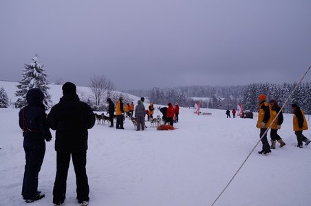 La Pesse 2016 course de chiens de taineau, DSC09467  Copier 
