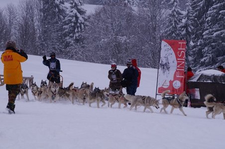 La Pesse 2016 course de chiens de taineau, DSC09468  Copier 
