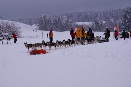 La Pesse 2016 course de chiens de taineau, DSC09473  Copier 