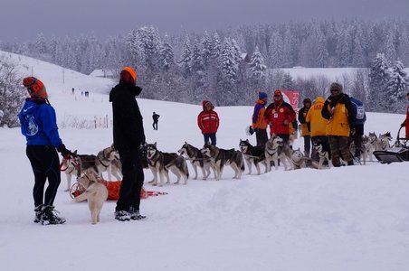 La Pesse 2016 course de chiens de taineau, DSC09474  Copier 