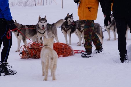 La Pesse 2016 course de chiens de taineau, DSC09475  Copier 