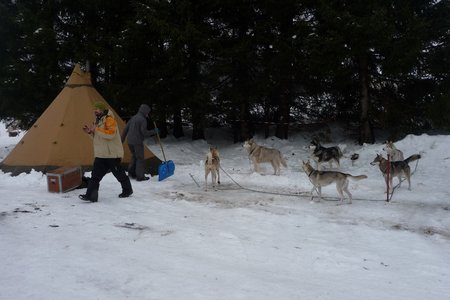 La Pesse 2016 course de chiens de taineau, P1120718  Copier 