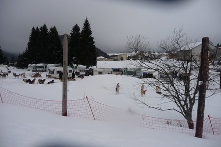 La Pesse 2016 course de chiens de taineau, P1120723  Copier 