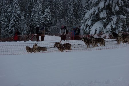 La Pesse 2016 course de chiens de taineau, P1120741  Copier 