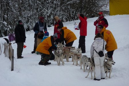 La Pesse 2016 course de chiens de taineau, P1120747  Copier 