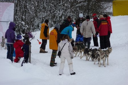 La Pesse 2016 course de chiens de taineau, P1120750  Copier 