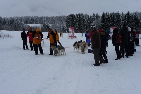 La Pesse 2016 course de chiens de taineau, P1120756  Copier 