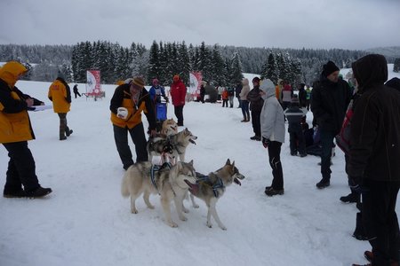 La Pesse 2016 course de chiens de taineau, P1120758  Copier 