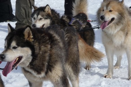 La Pesse 2016 course de chiens de taineau, P1120799  Copier 