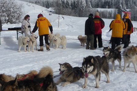 La Pesse 2016 course de chiens de taineau, P1120801  Copier 