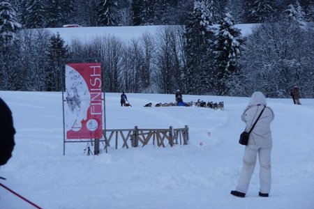 La Pesse 2016 course de chiens de taineau, P1120825  Copier 
