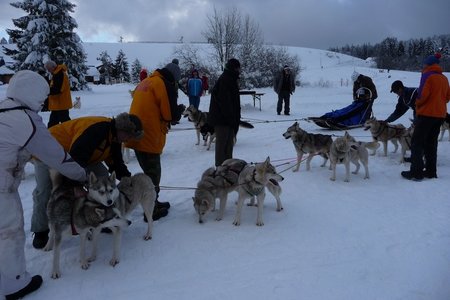 La Pesse 2016 course de chiens de taineau, P1120826  Copier 
