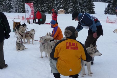 La Pesse 2016 course de chiens de taineau, P1120829  Copier 