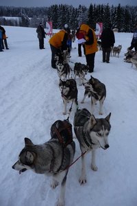 La Pesse 2016 course de chiens de taineau, P1120831  Copier 