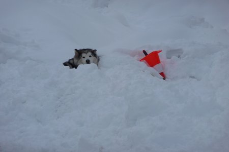 La Pesse 2016 course de chiens de taineau, P1120840  Copier 