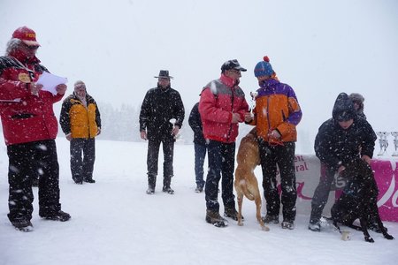 La Pesse 2016 course de chiens de taineau, P1120919  Copier 