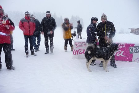 La Pesse 2016 course de chiens de taineau, P1120954  Copier 