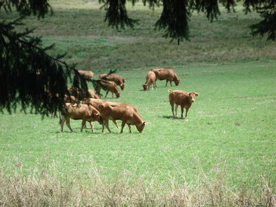 Balade en Creuse, De belles limousines ... 