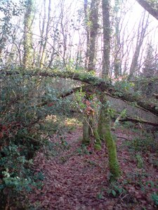 Balade en Creuse, P020110_14.27