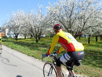 2016-04-07  Cerisiers en fleurs dans le LUBERON, DSCN3485