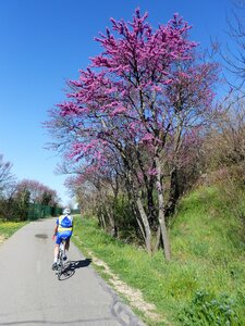 2016-04-07  Cerisiers en fleurs dans le LUBERON, DSCN3487