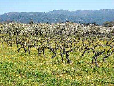 2016-04-07  Cerisiers en fleurs dans le LUBERON, DSCN3488
