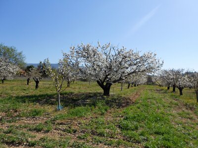2016-04-07  Cerisiers en fleurs dans le LUBERON, DSCN3490