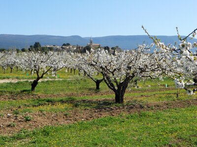 2016-04-07  Cerisiers en fleurs dans le LUBERON, DSCN3491